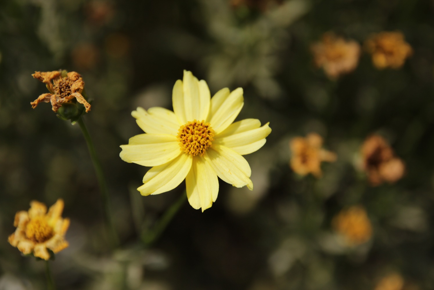 Coreopsis verticillata-Hardy Cream_01.jpeg