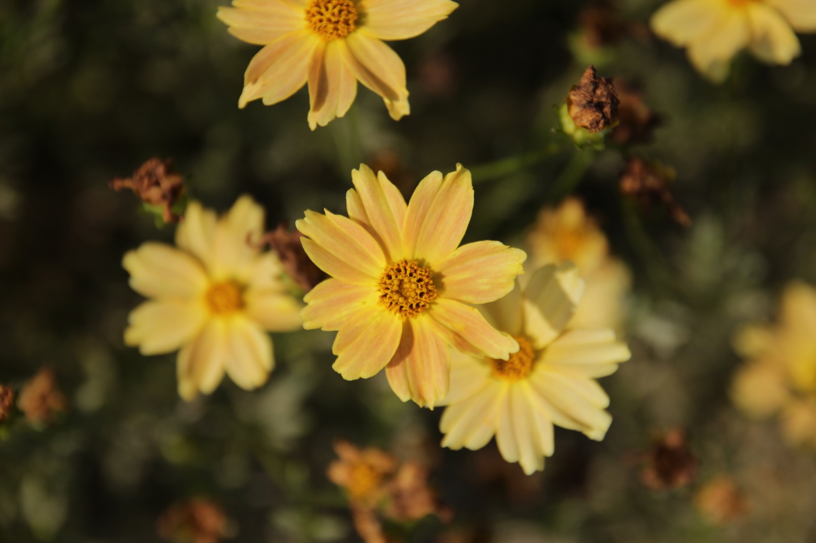 Coreopsis verticillata-Hardy Orange_01.jpeg