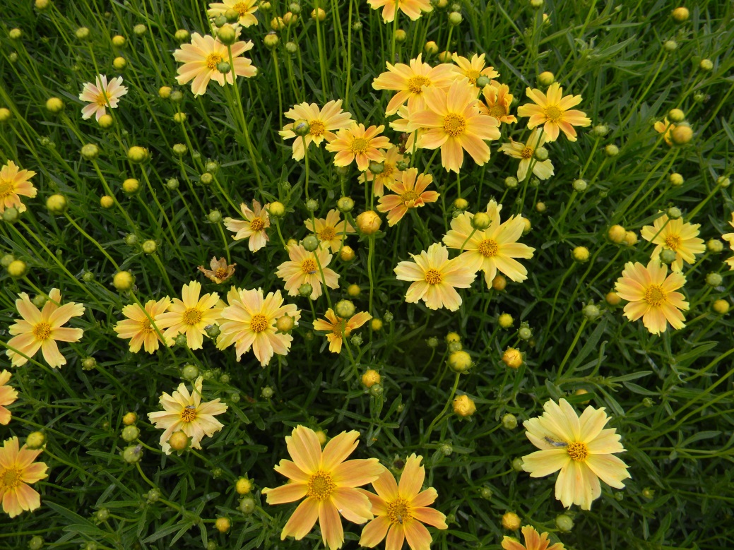 Coreopsis verticillata-Hardy Orange_02.jpeg