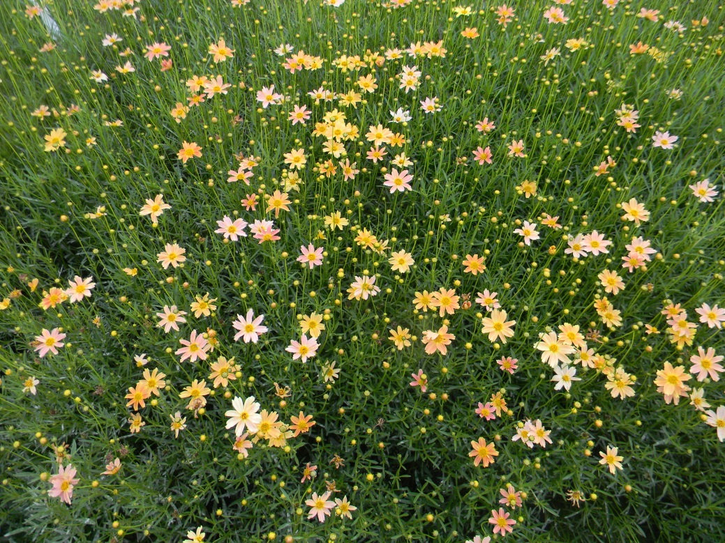 Coreopsis verticillata-Hardy Three Color_02.jpeg