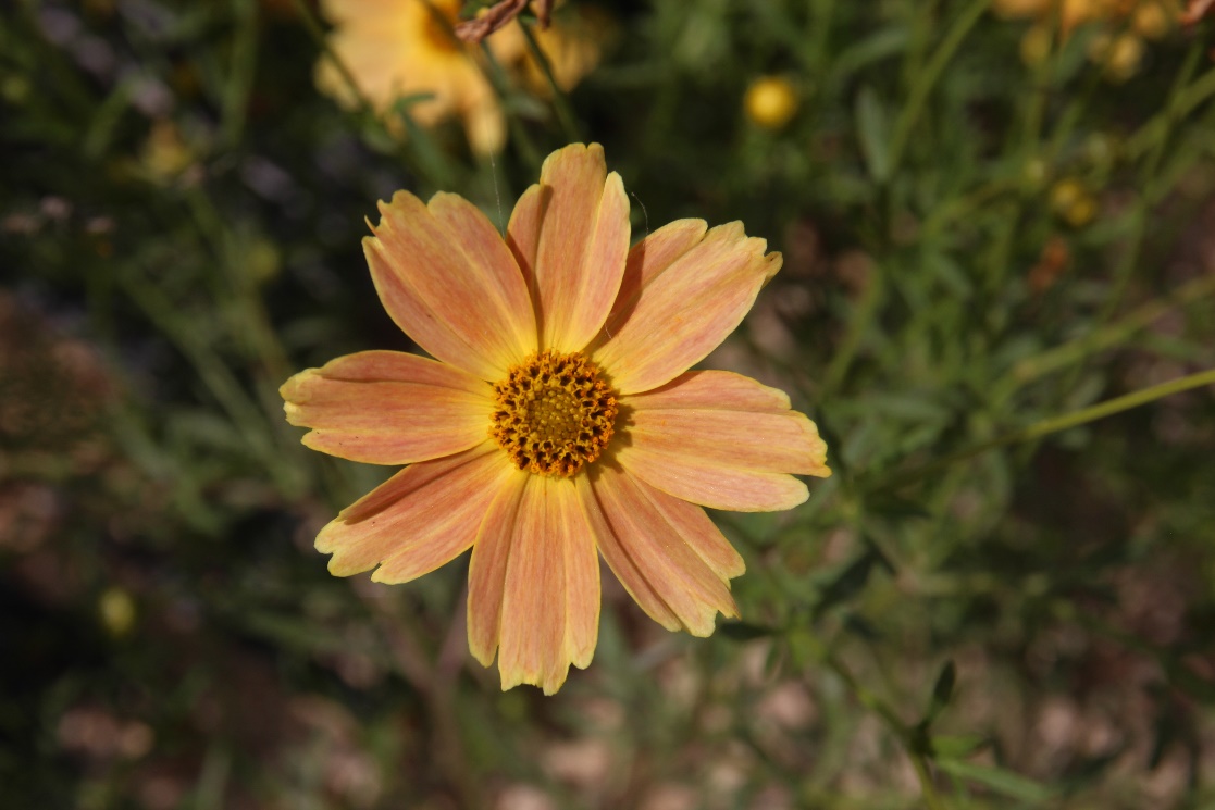 Coreopsis verticillata-Hardy Three Color_01.jpeg