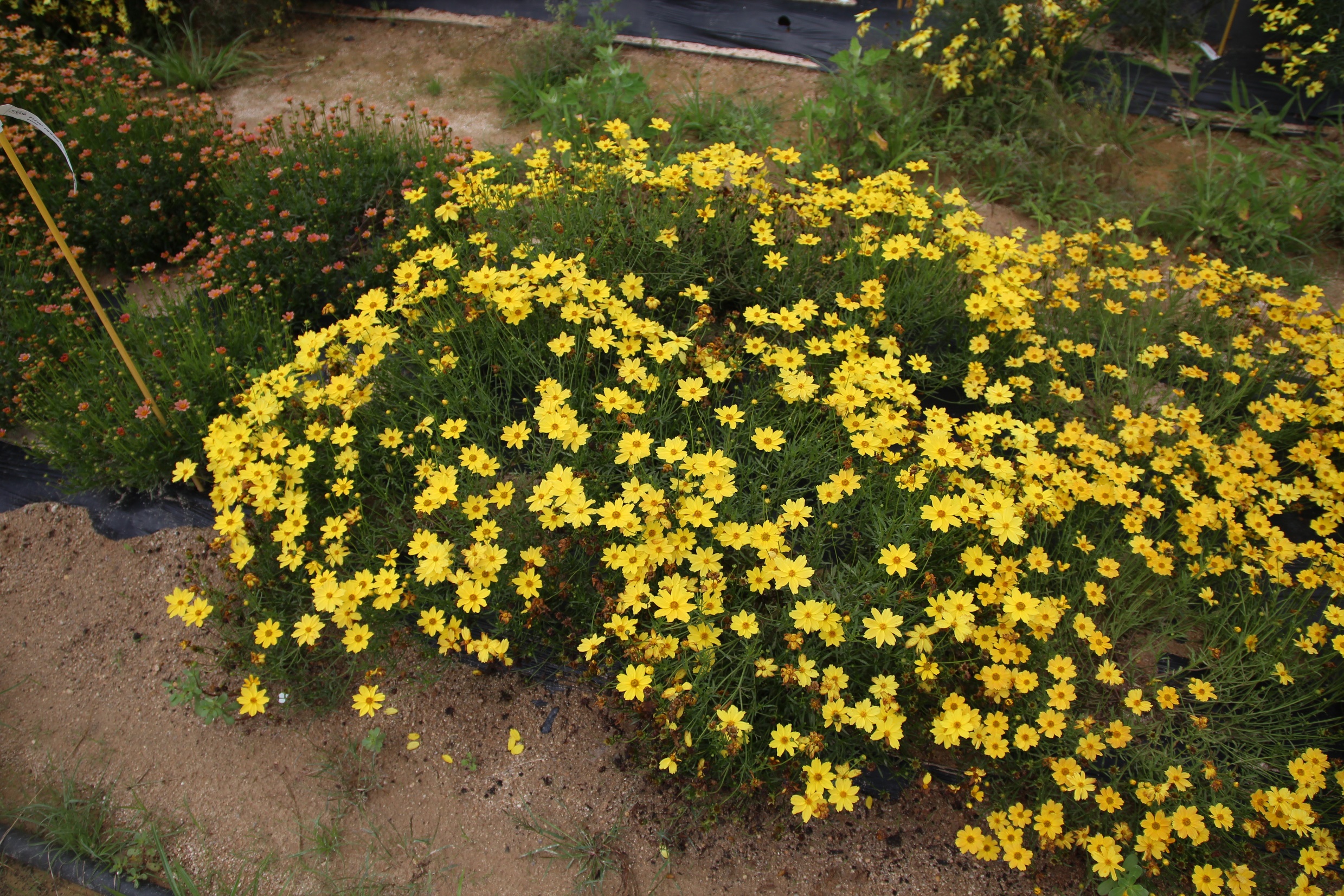 Coreopsis verticillata-Orange Park’s_02.jpeg