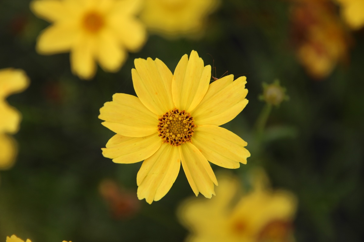 Coreopsis verticillata-Orange Park’s_01.jpeg