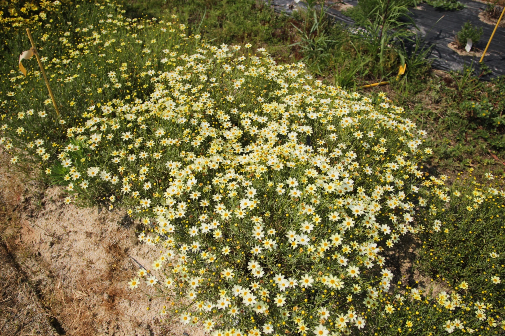 Coreopsis verticillata-White Park’s_02.jpeg