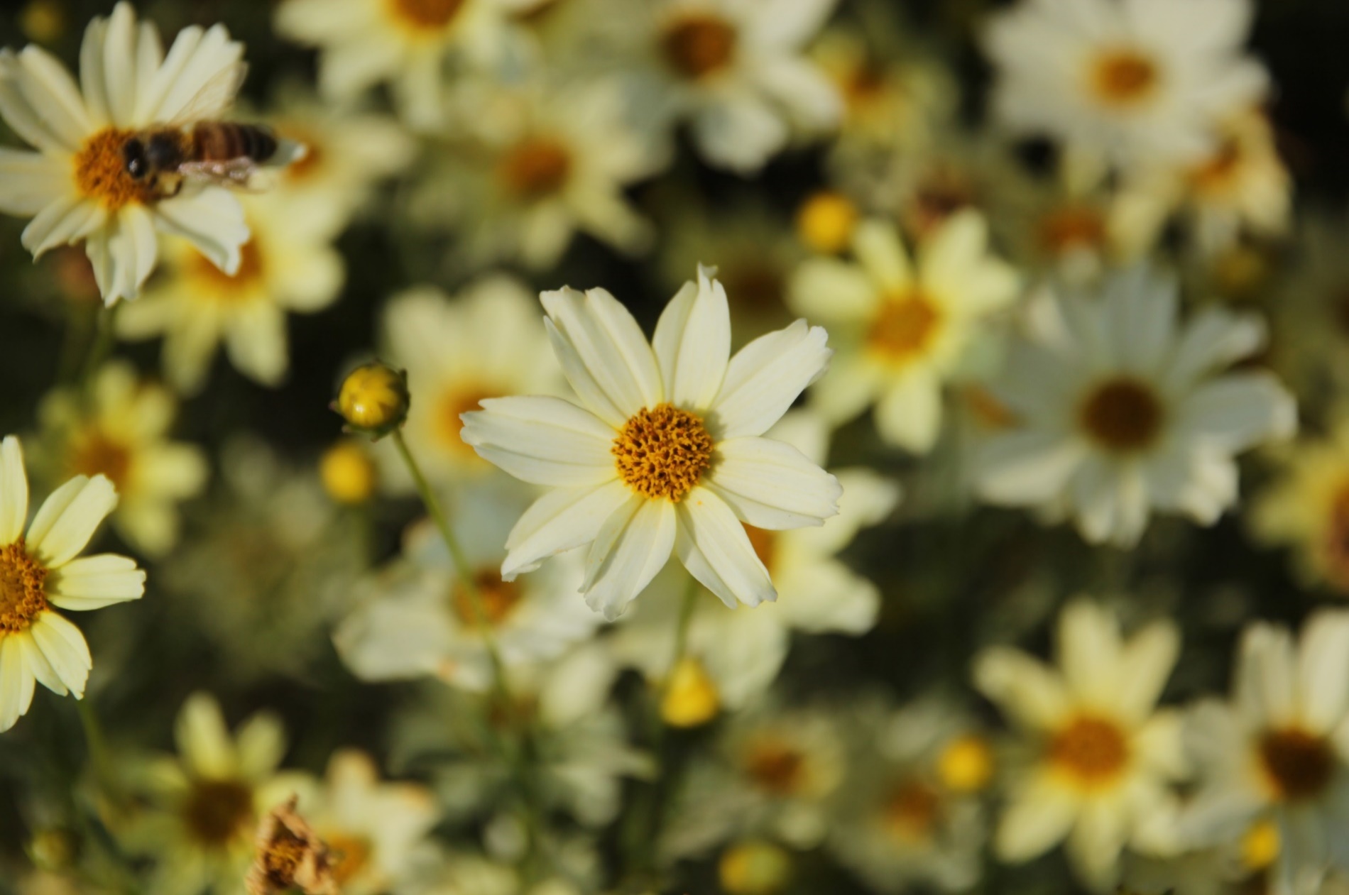 Coreopsis verticillata-White Park’s_01.jpeg