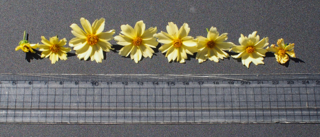 Coreopsis verticillata-Ivory Park’s_06.png