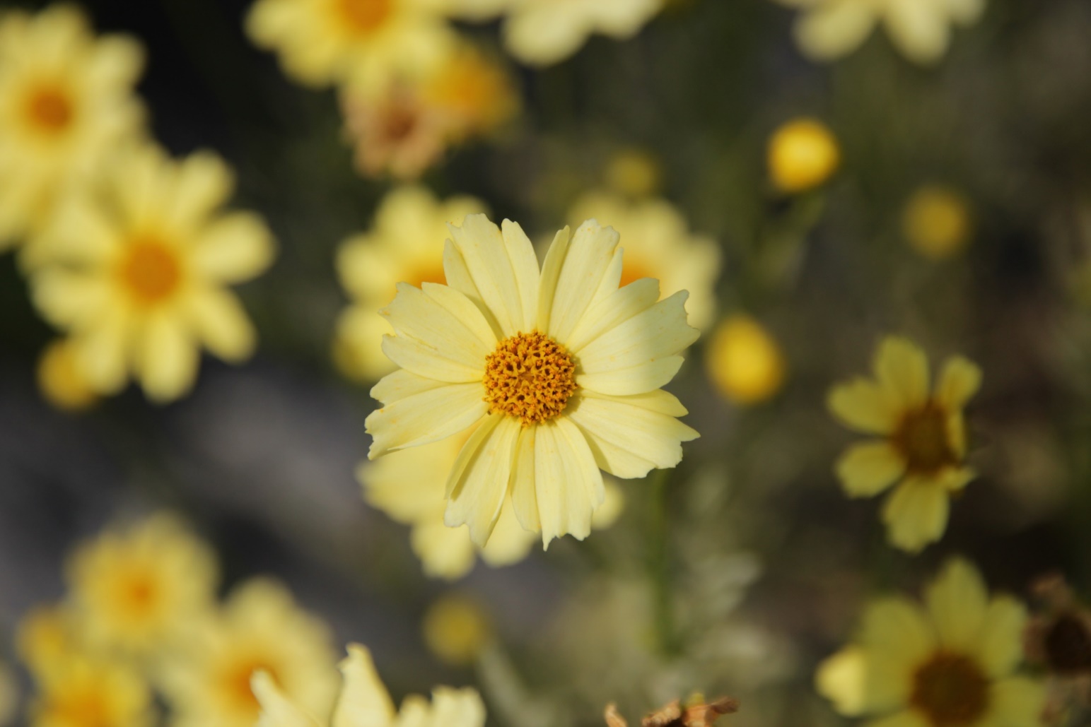 Coreopsis verticillata-Ivory Park’s_01.jpeg