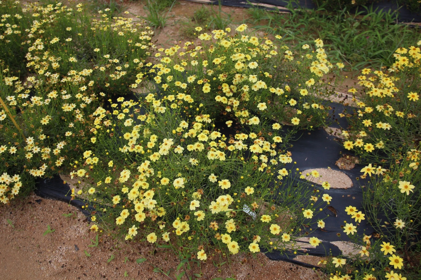 Coreopsis verticillata-Lemon Park’s_03.jpeg