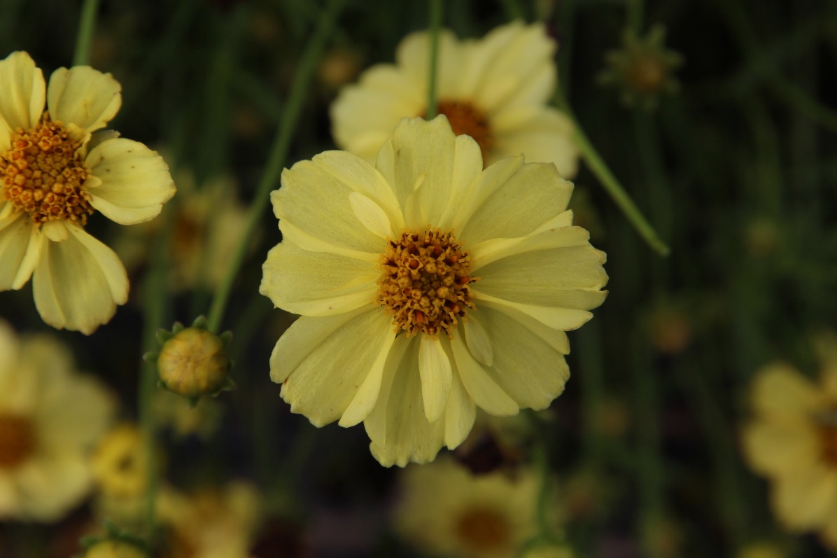 Coreopsis verticillata-Lemon Park’s_01.jpeg