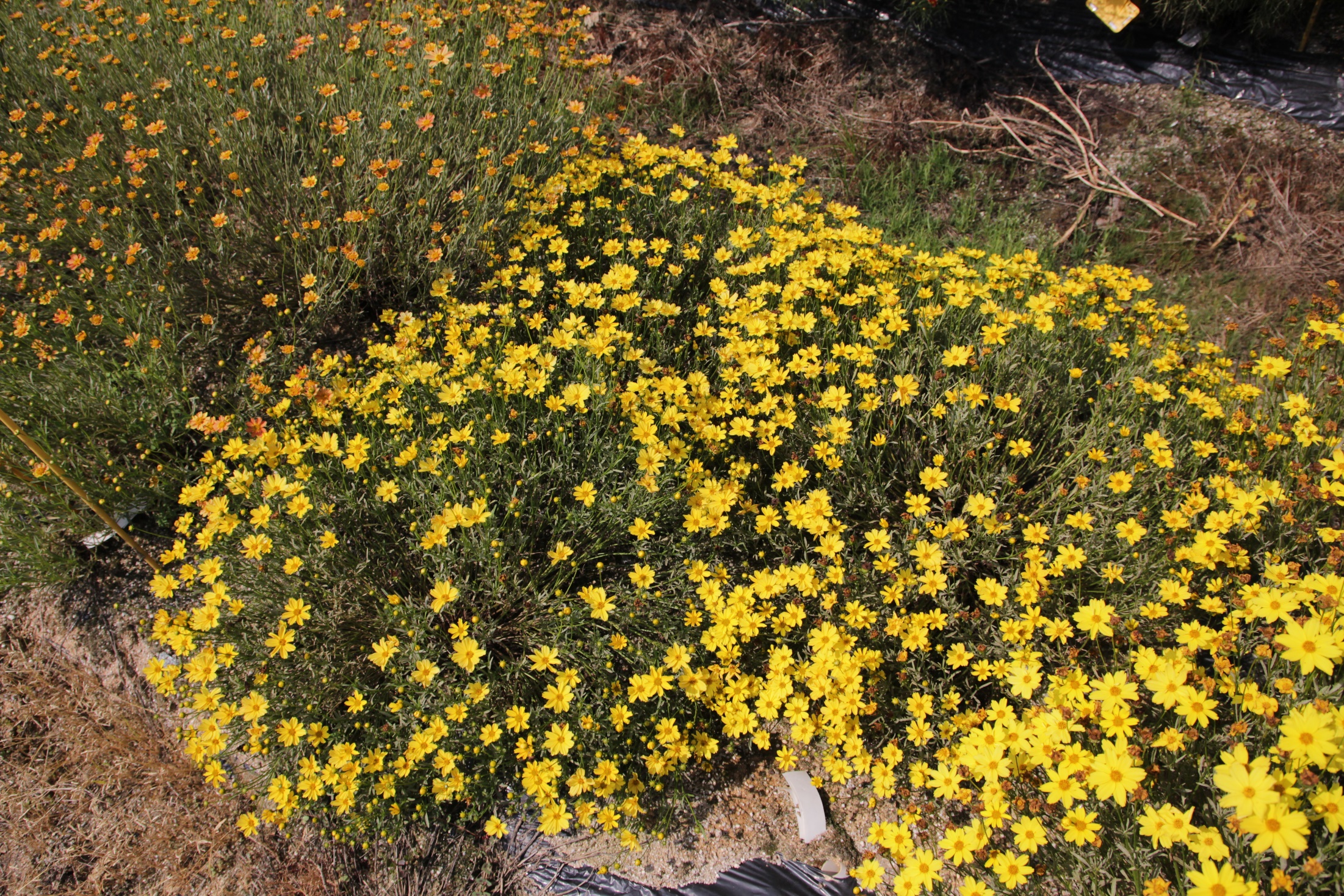 Coreopsis verticillata-Golden Park’s_02.jpeg