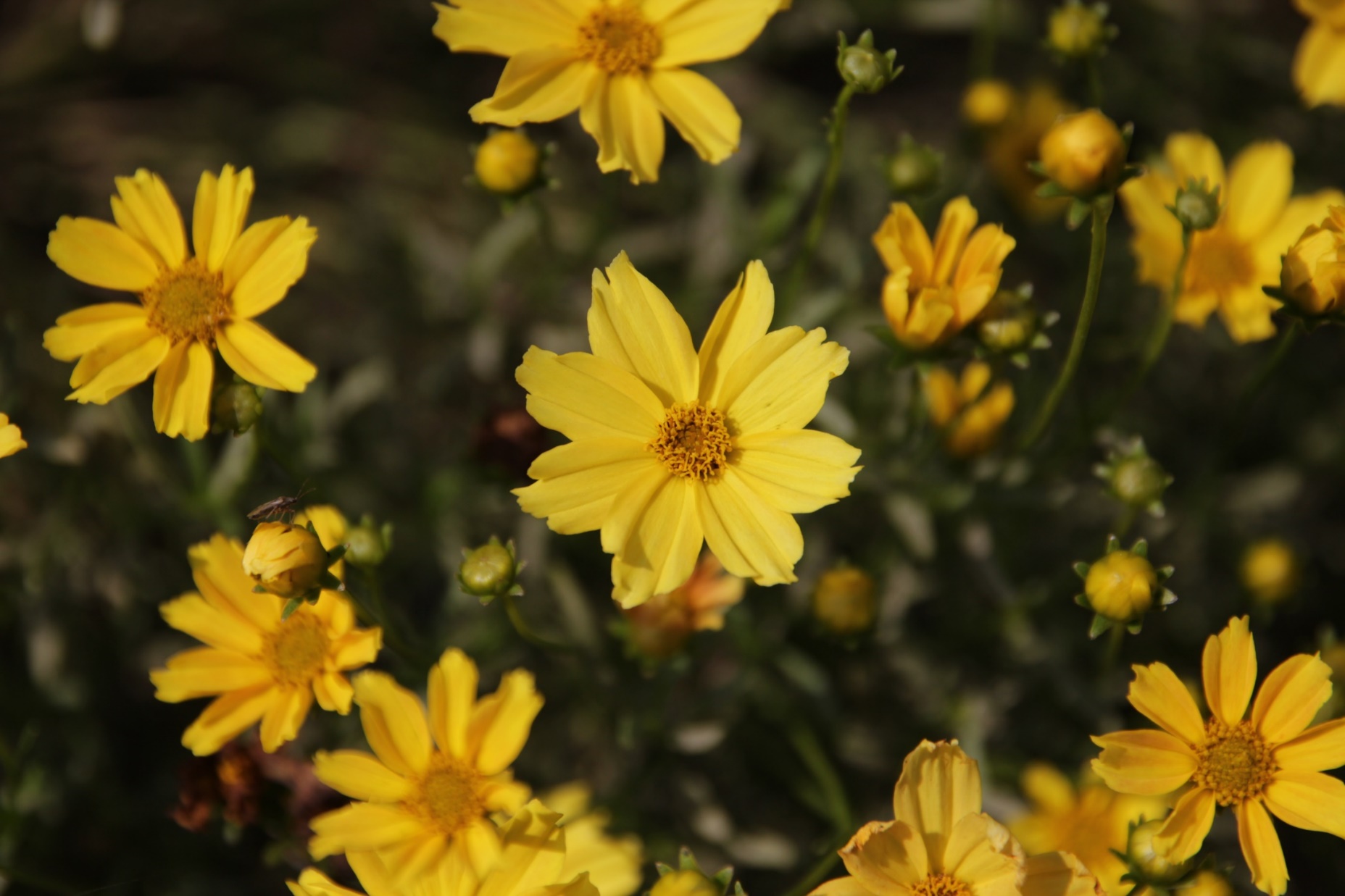 Coreopsis verticillata-Golden Park’s_01.jpeg