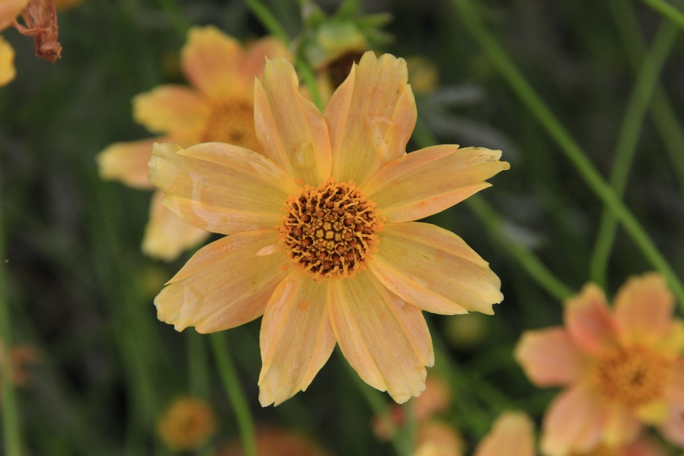 Coreopsis verticillata-Salmon Park’s_01.jpeg