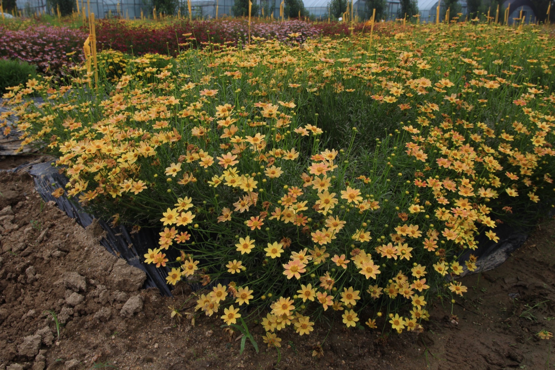 Coreopsis verticillata-Salmon Park’s_02.jpeg