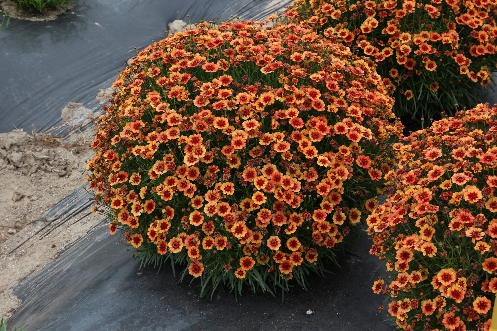 Coreopsis rosea-Ruby Ring_02.jpeg