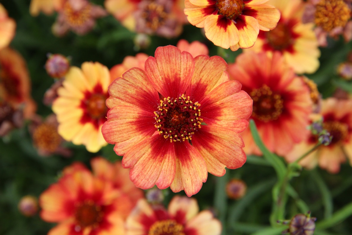 Coreopsis rosea-Ruby Ring_01.jpeg