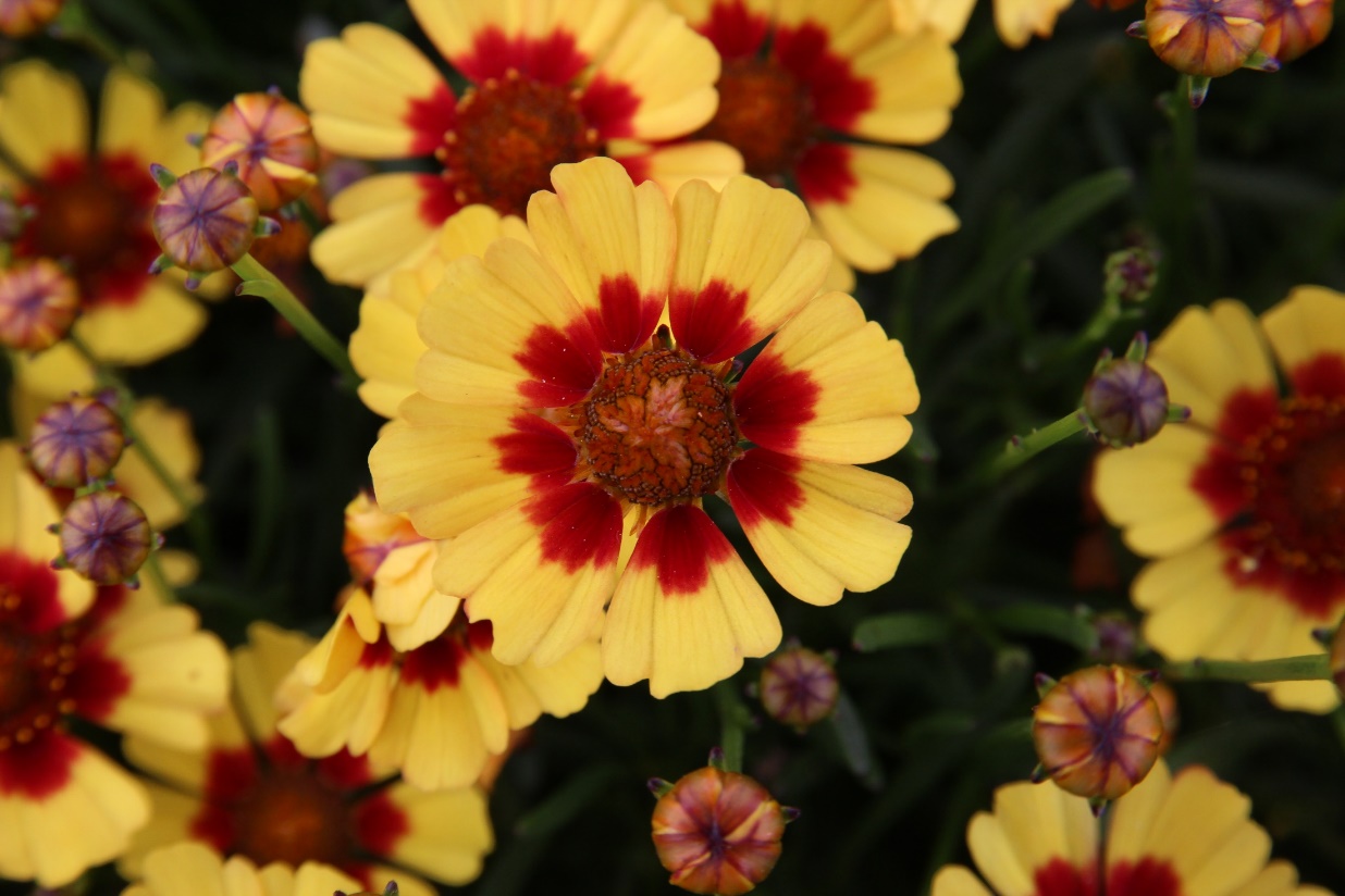 Coreopsis rosea-Golden Ring_01.jpeg