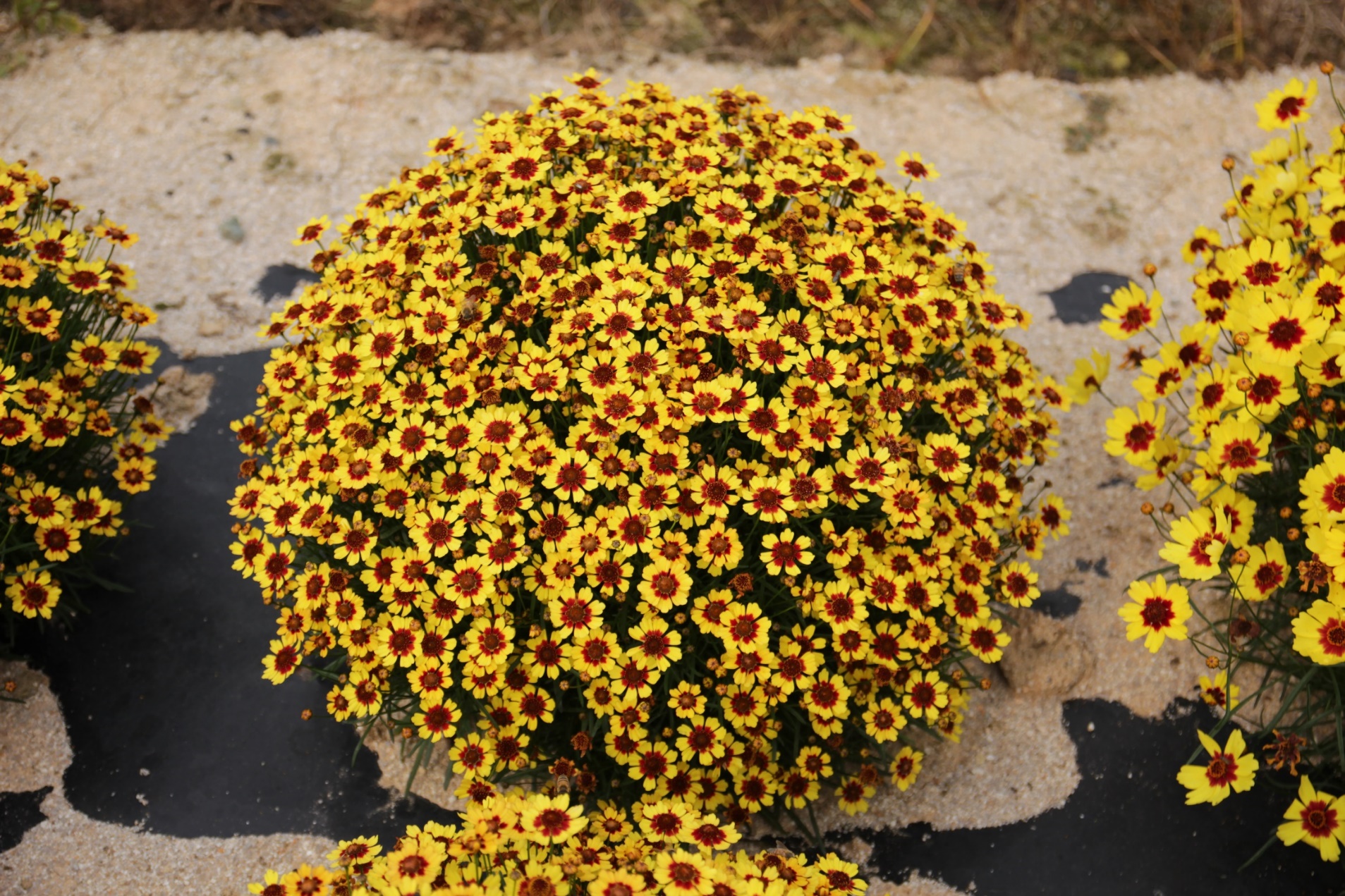 Coreopsis rosea-Golden Ring_02.jpeg