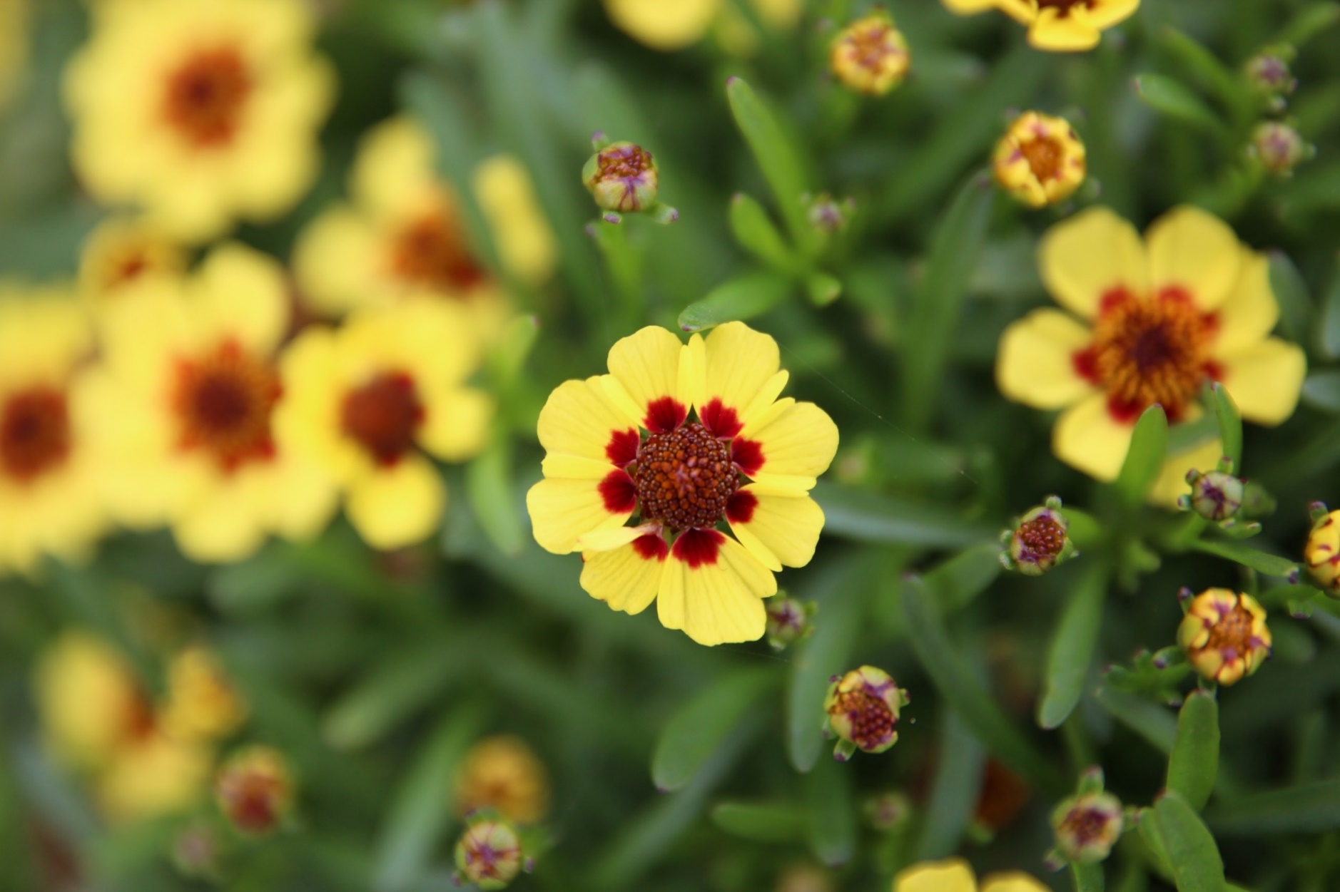 Coreopsis rosea-Boxtree_01.jpeg