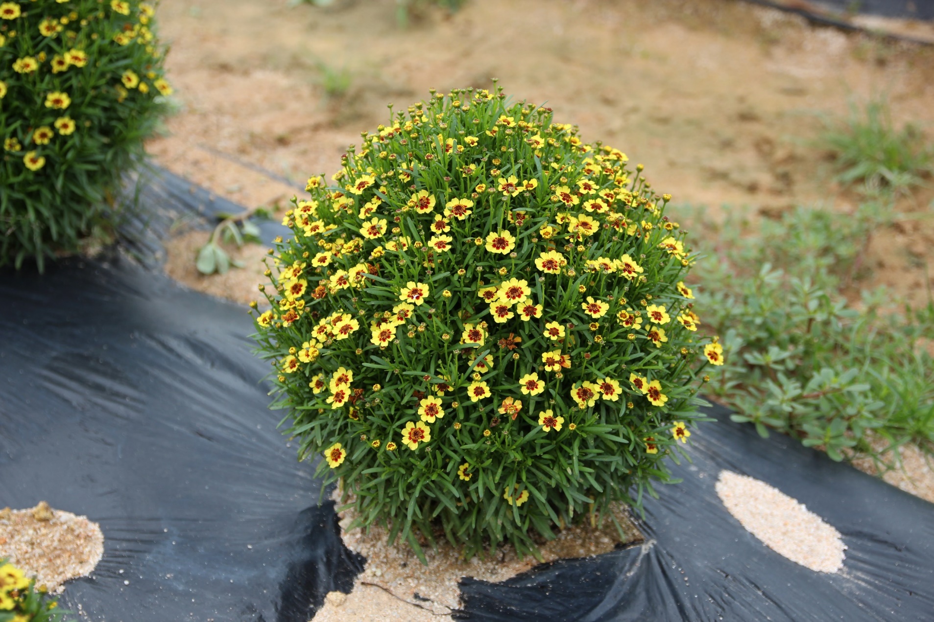 Coreopsis rosea-Boxtree_02.jpeg