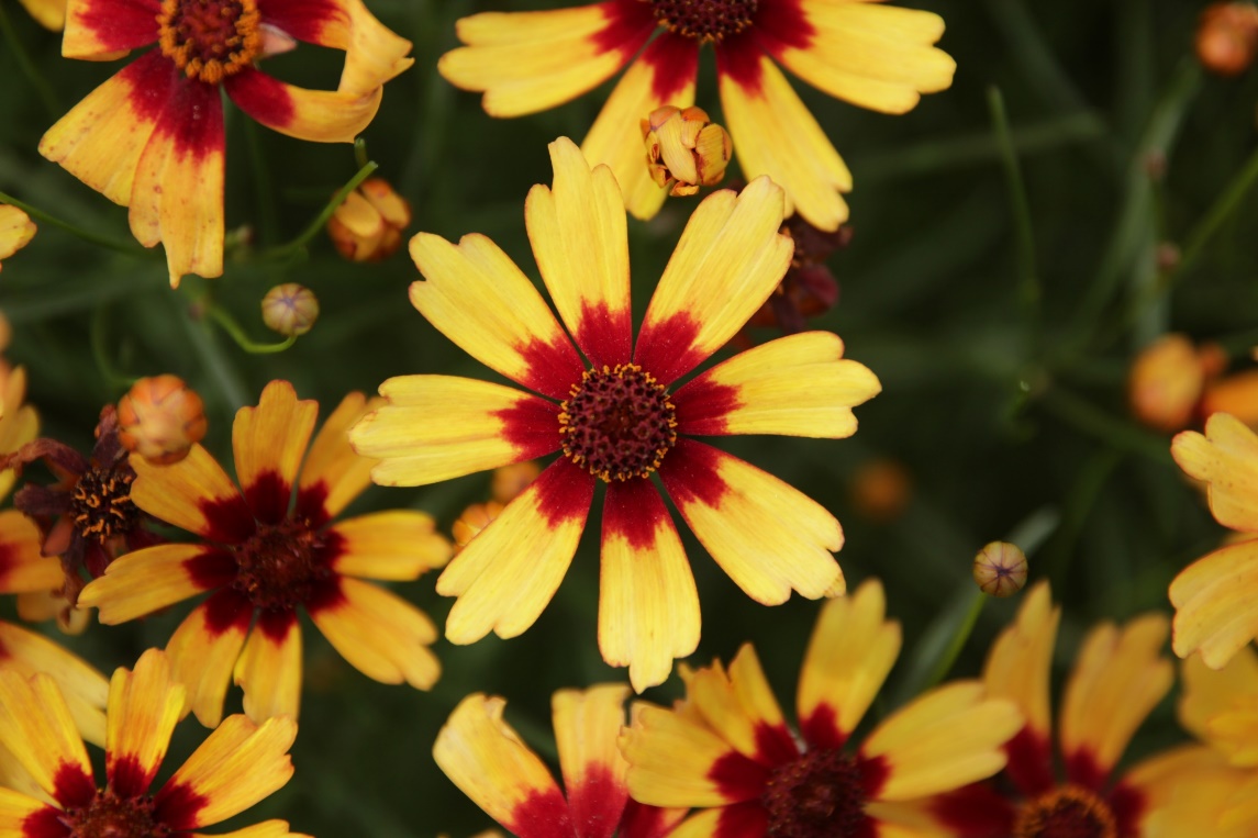 Coreopsis rosea-Autumn Sun_01.jpeg