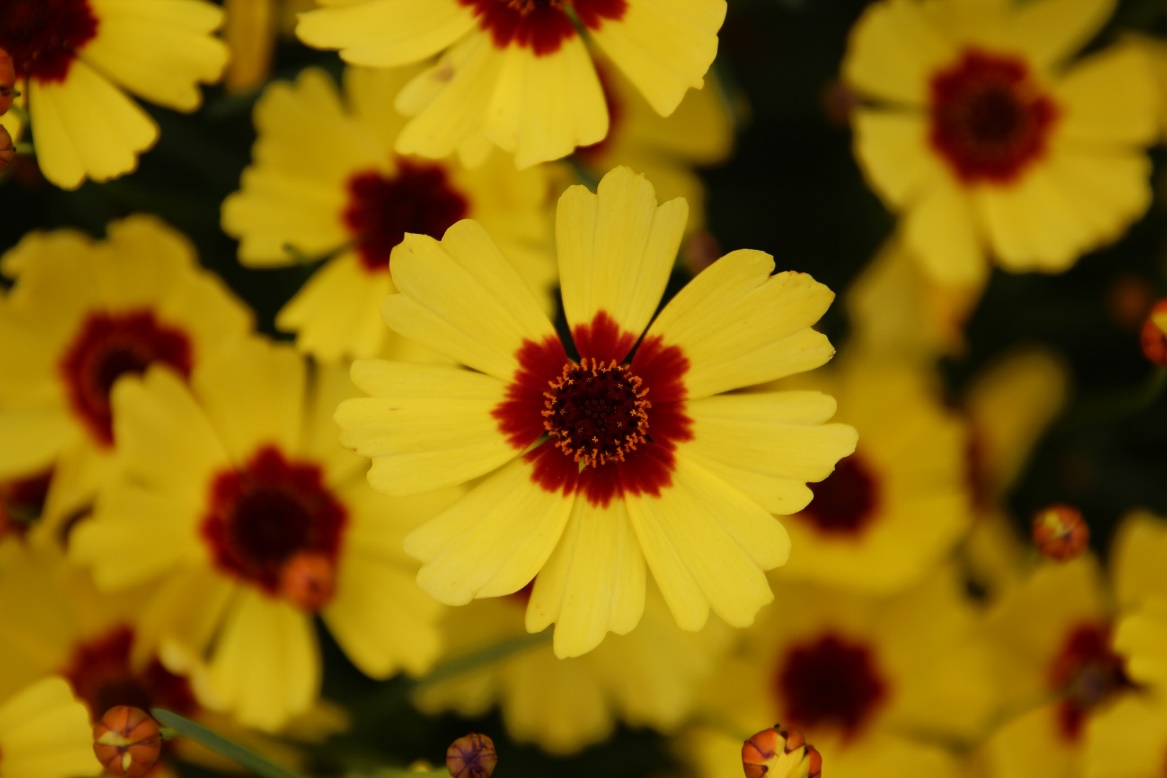 Coreopsis rosea-Lemon Jam_01.jpeg