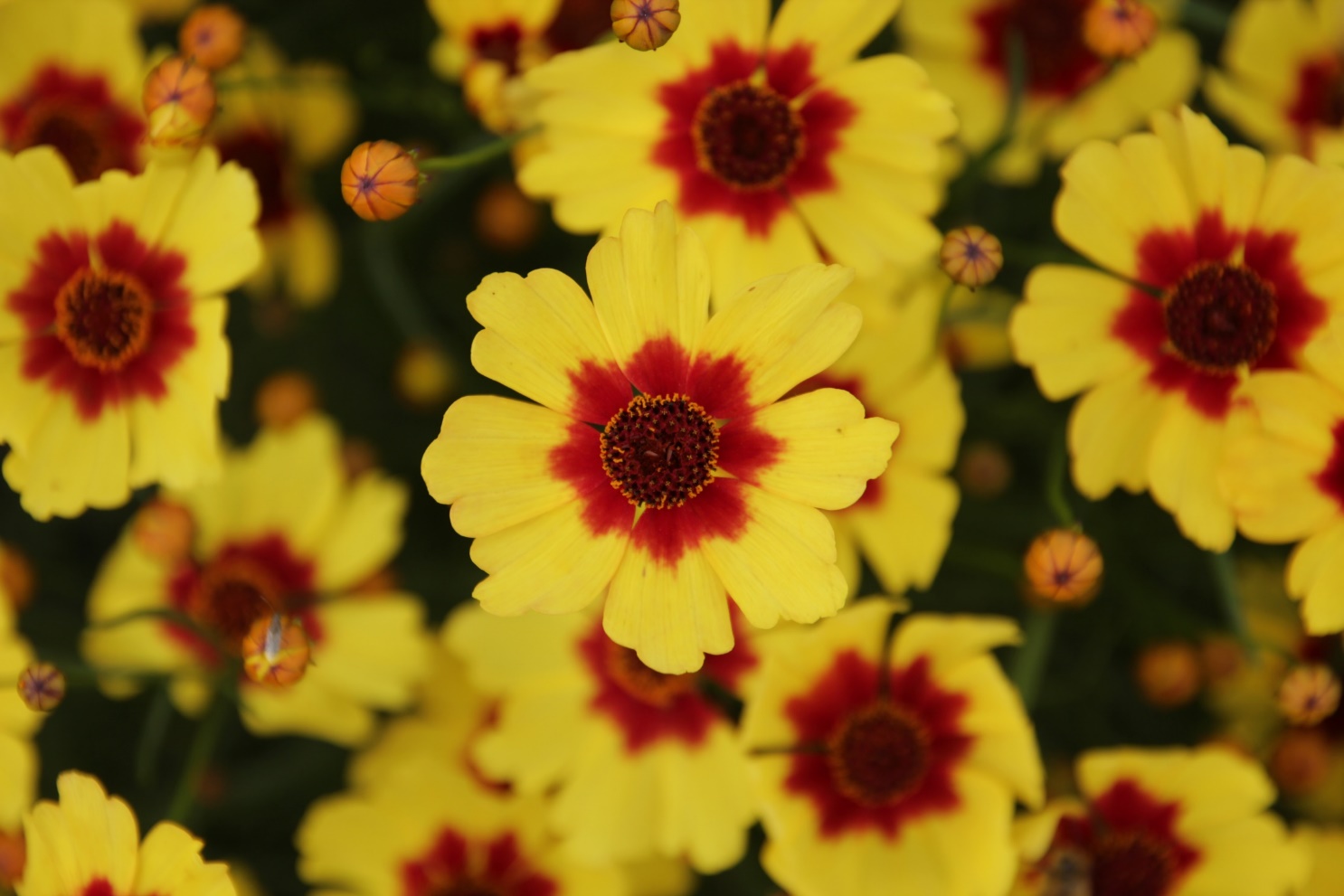 Coreopsis rosea-Gentle Wind_01.jpeg