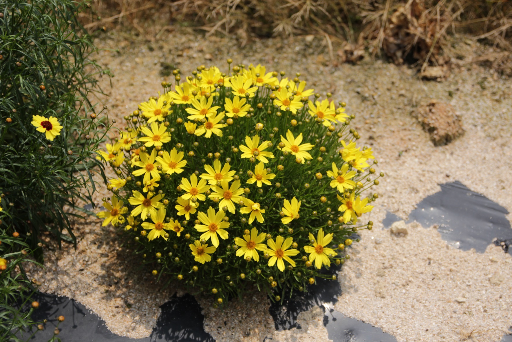 Coreopsis verticillata-Golden Ball 18_02.jpeg