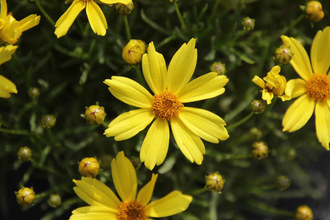 Coreopsis verticillata-Golden Ball 18_01.jpeg