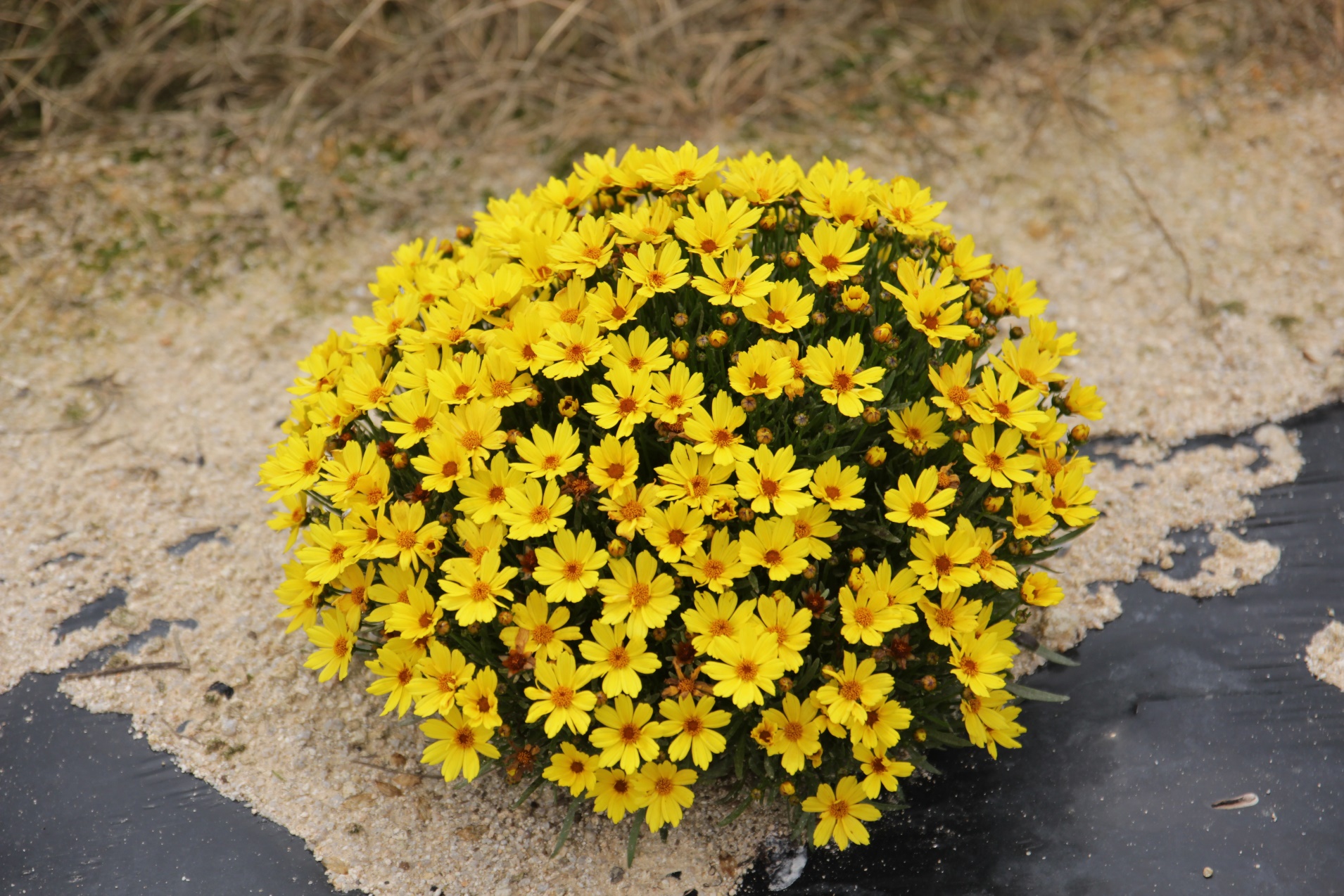 Coreopsis verticillata-Golden Ball 21_02.jpeg