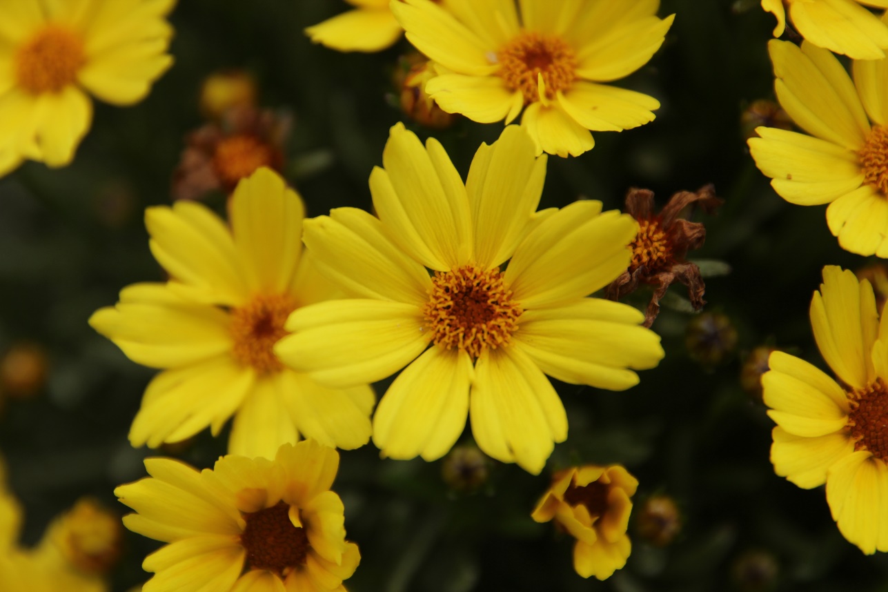 Coreopsis verticillata-Golden Ball 21_01.jpeg