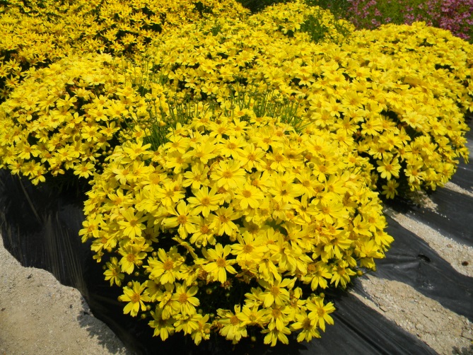 Coreopsis verticillata-Golden Ball 26_05.jpeg