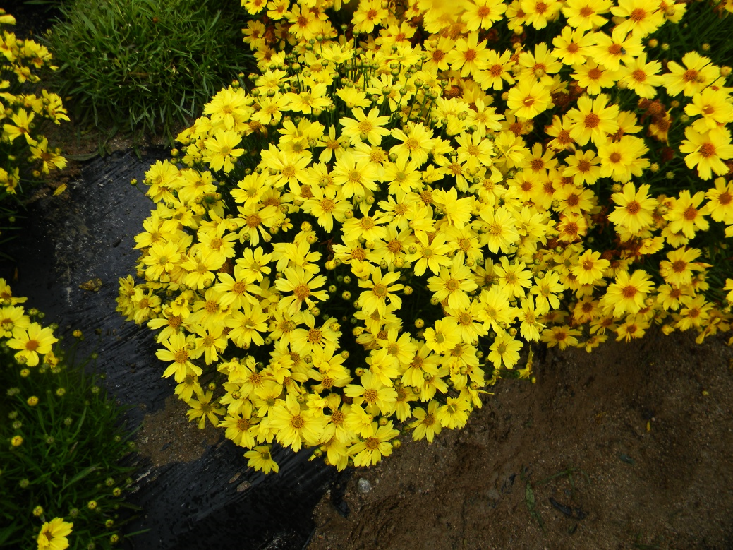 Coreopsis verticillata-Golden Ball 26_02.png