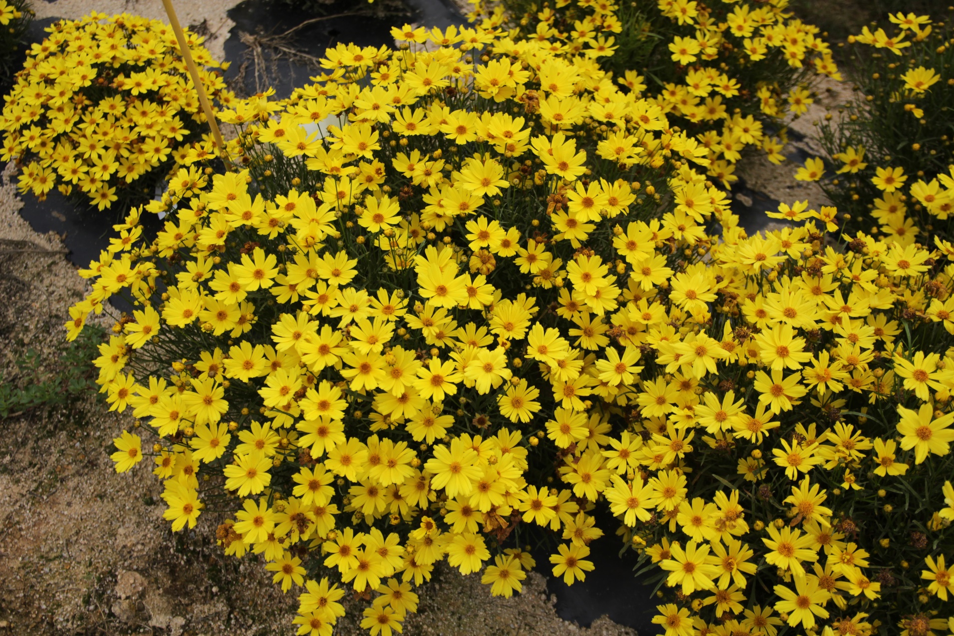 Coreopsis verticillata-Golden Ball 39_02.jpeg