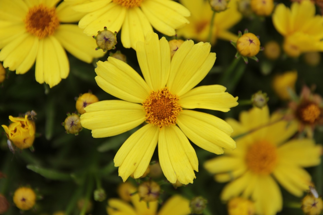 Coreopsis verticillata-Golden Ball 39_01.jpeg