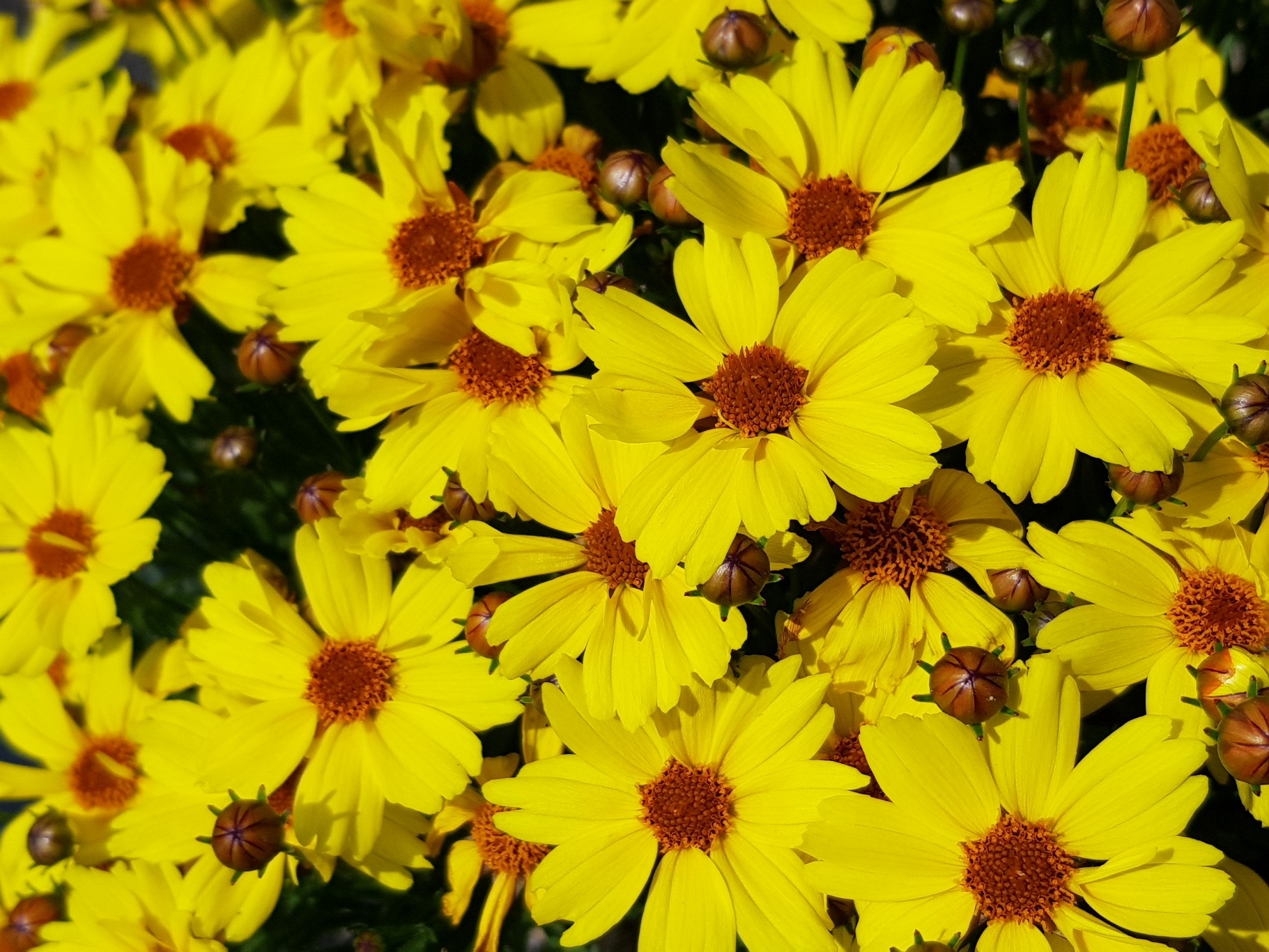 Coreopsis verticillata-Golden Ball 42_01.jpeg