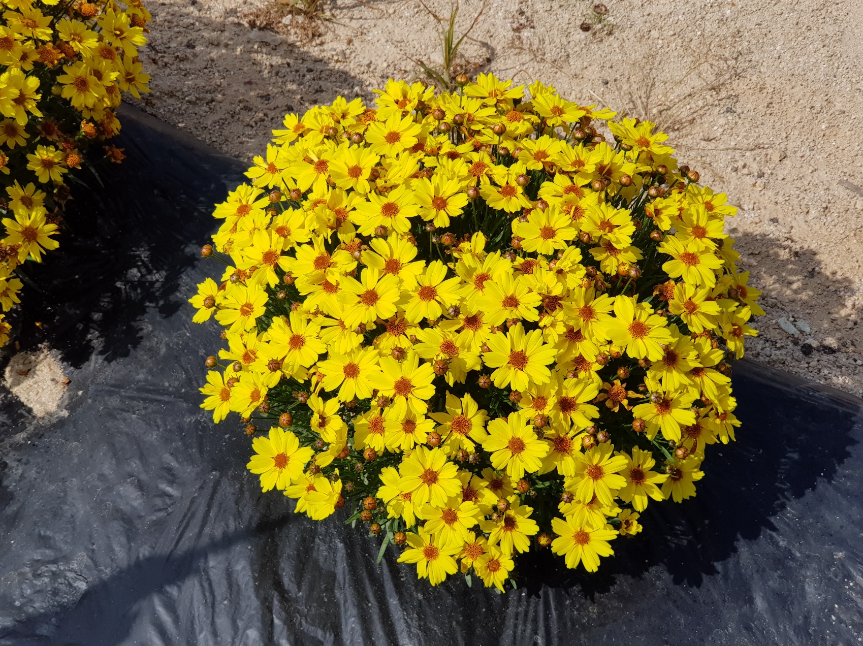 Coreopsis verticillata-Golden Ball 42_02.jpeg