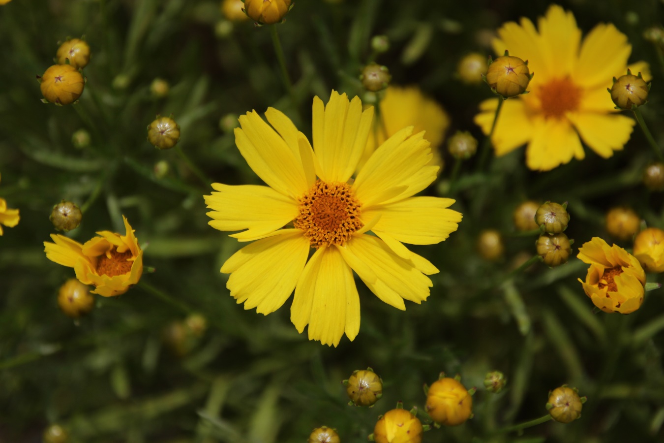 Coreopsis verticillata-Golden Ball 48_01.jpeg