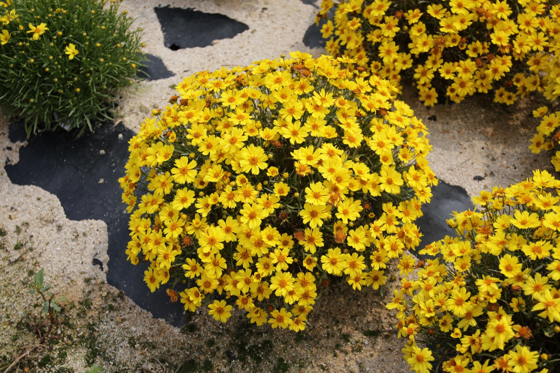 Coreopsis verticillata-Golden Ball 48_02.jpeg