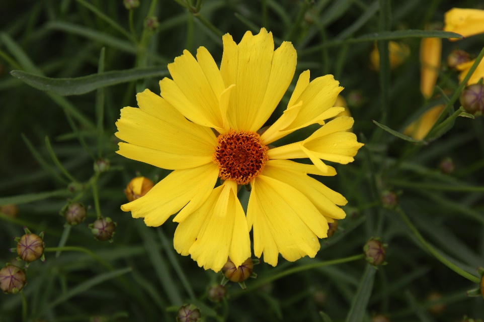 Coreopsis verticillata-Golden Ball 62_01.jpeg