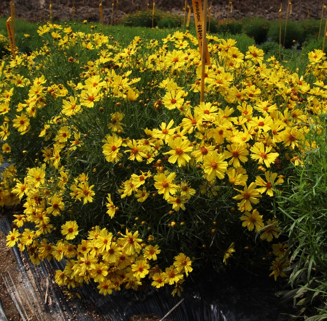 Coreopsis verticillata-Golden Ball 62_02.png