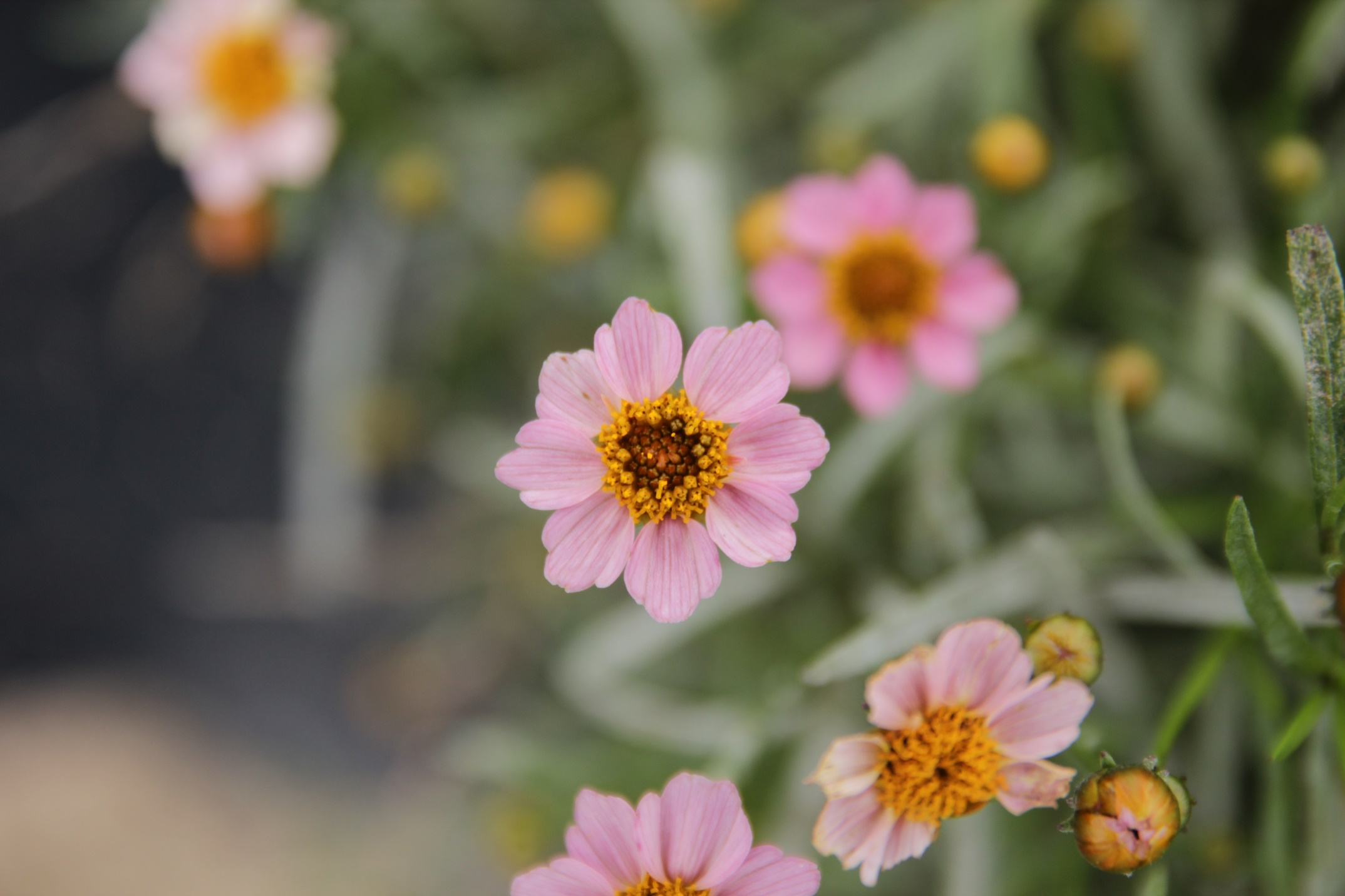 Coreopsis rosea-Tinkerbell Pink_01.jpeg