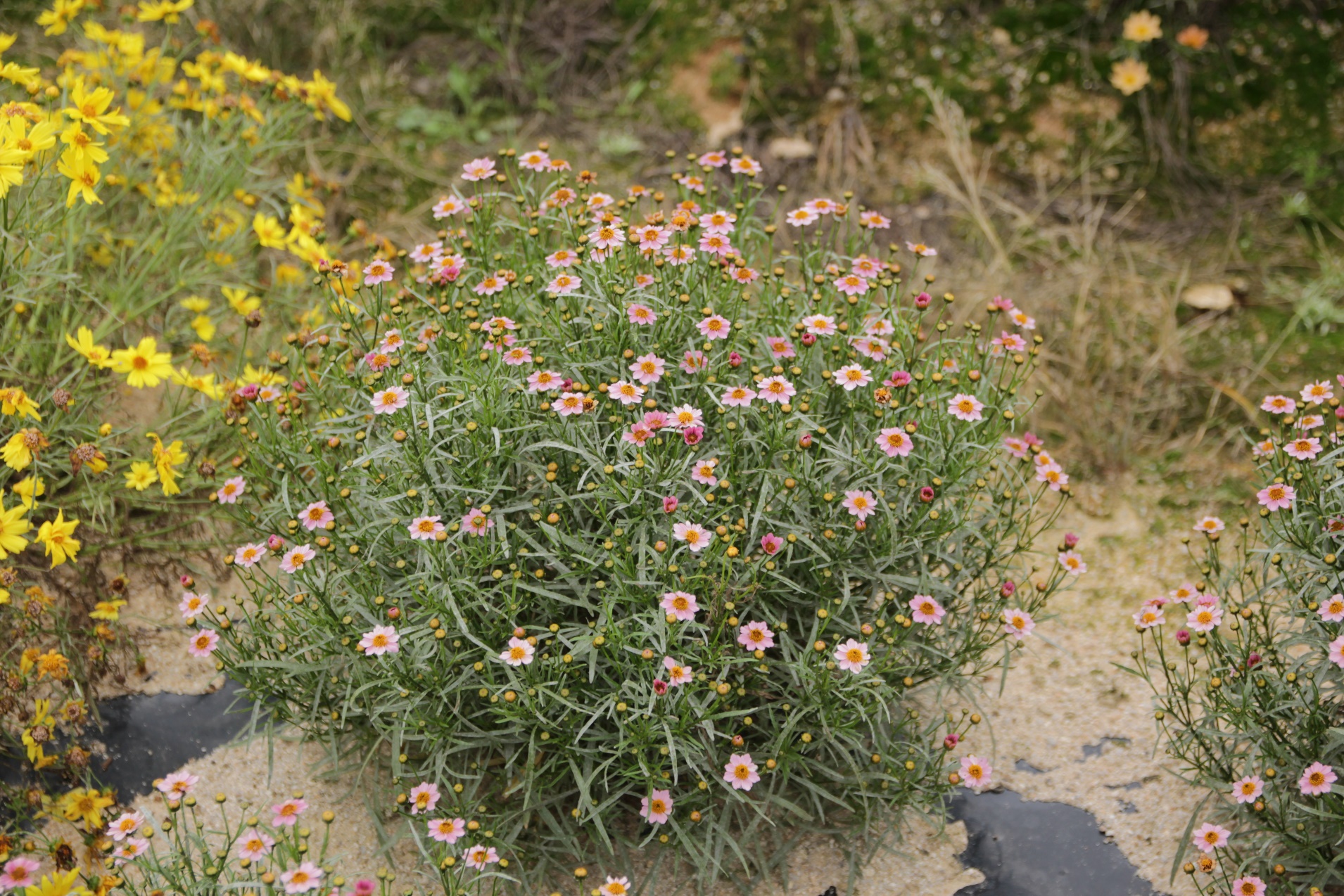 Coreopsis rosea-Tinkerbell Pink_02.jpeg