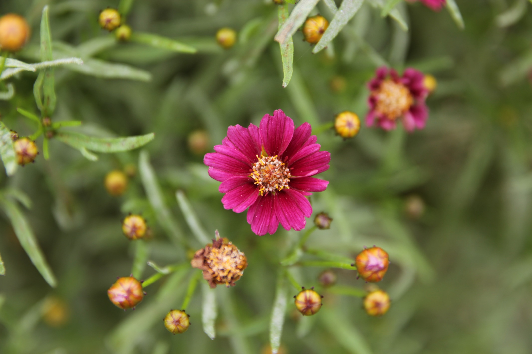 Coreopsis rosea-Tinkerbell Purple_01.jpeg