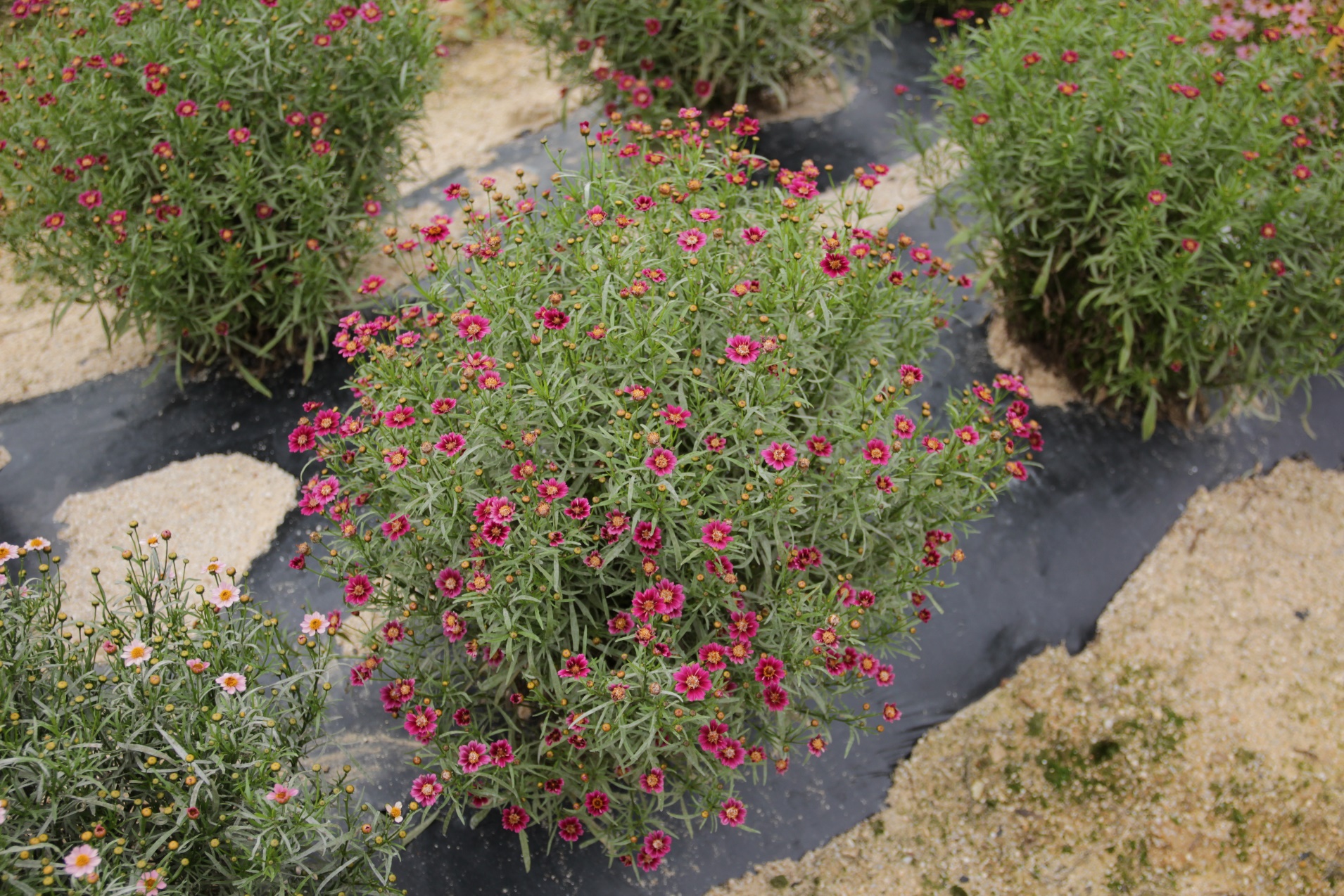 Coreopsis rosea-Tinkerbell Purple_02.jpeg