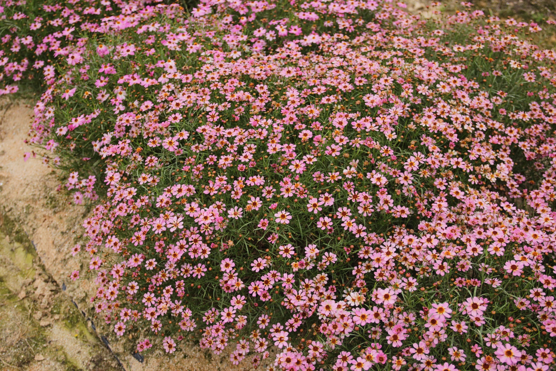 Coreopsis rosea-Pink Ribbon_02.jpeg