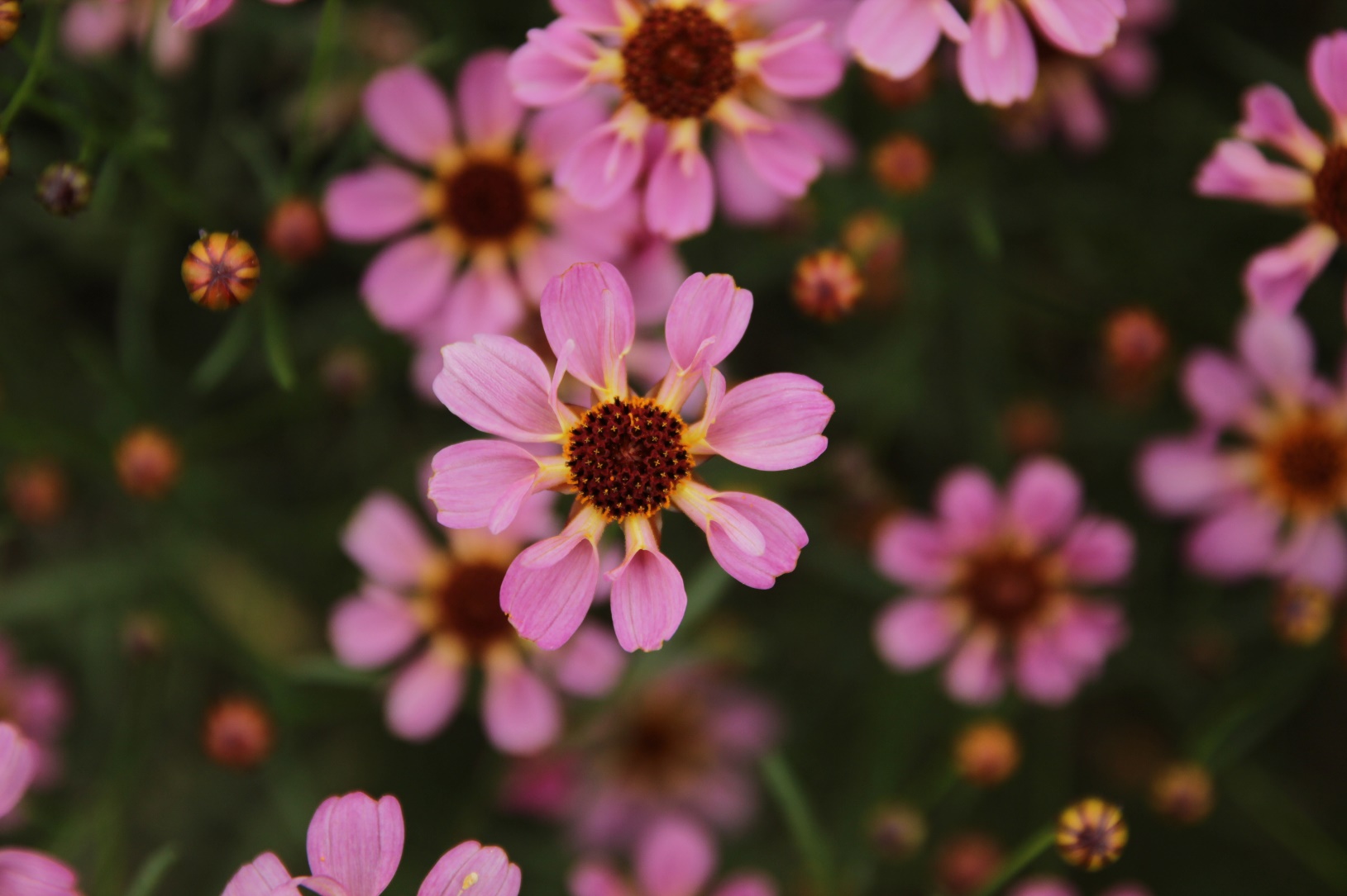 Coreopsis rosea-Pink Ribbon_01.jpeg