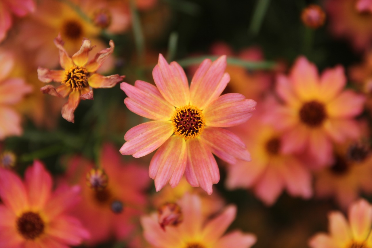 Coreopsis rosea-Sunset_01.jpeg