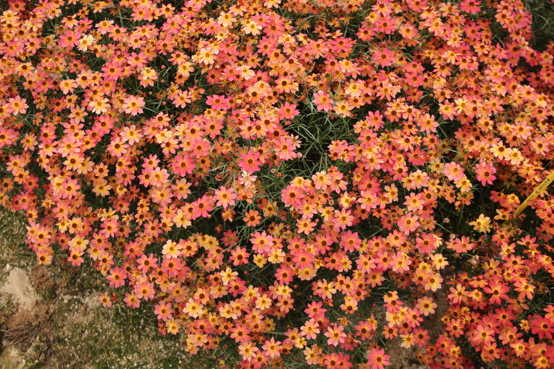 Coreopsis rosea-Sunset_02.jpeg