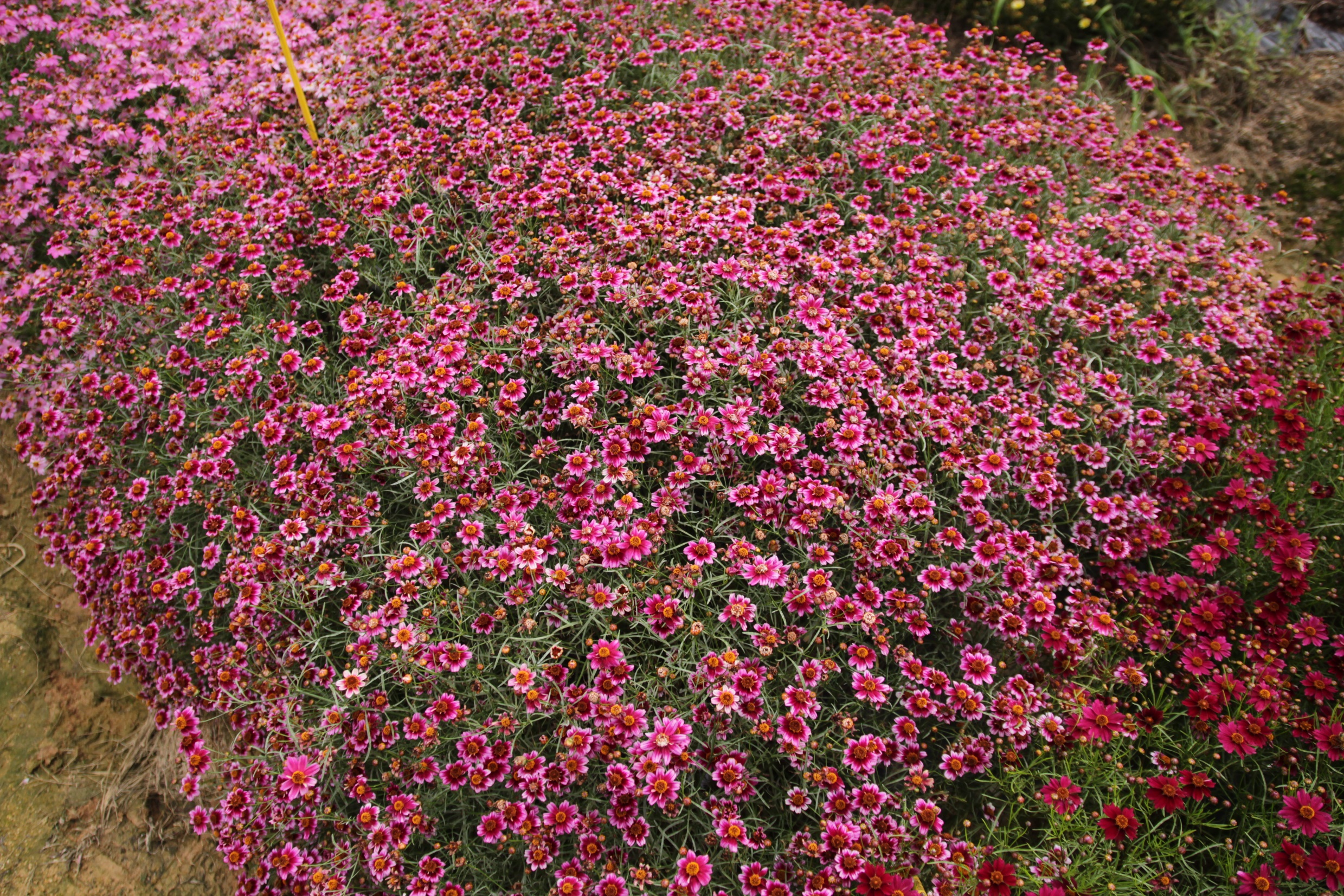 Coreopsis rosea-Redpin_02.jpeg