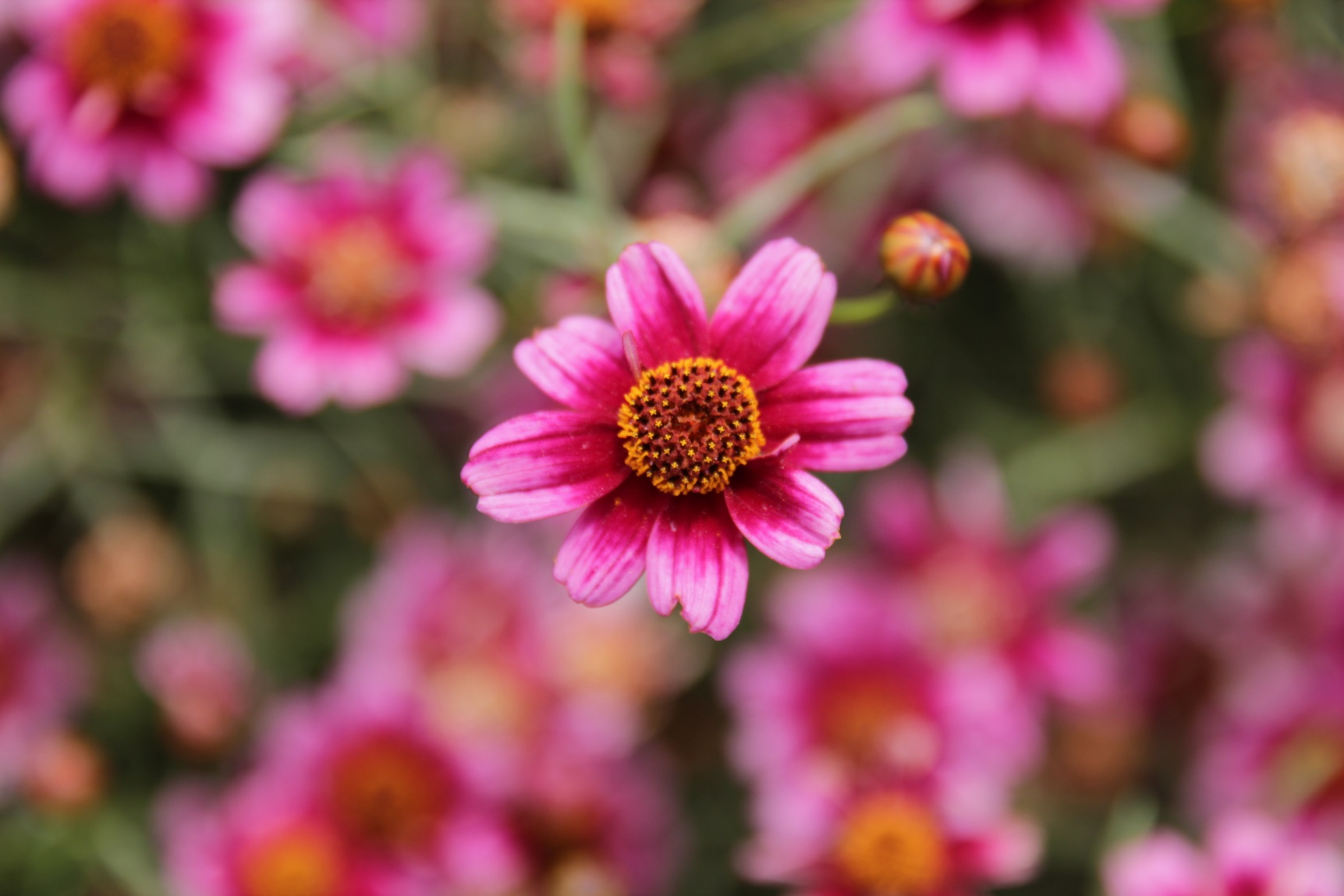 Coreopsis rosea-Redpin_01.jpeg